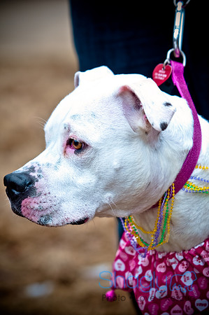 Krewe of Barkus-102