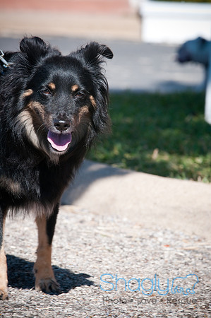Richardson Pet Day-0279