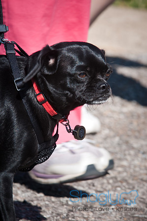 Richardson Pet Day-0224