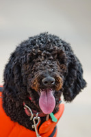 Wags and Waves 2011-9