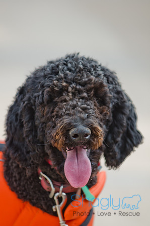 Wags and Waves 2011-9