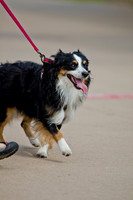 Wags and Waves 2011-4