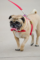 Wags and Waves 2011-8