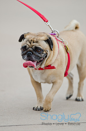 Wags and Waves 2011-8