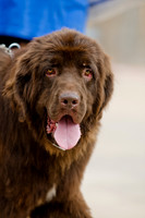 Wags and Waves 2011-19