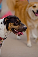 Wags and Waves 2011-3