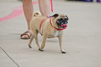 Wags and Waves 2011-6