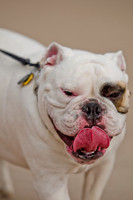 Wags and Waves 2011-2