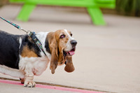 Wags and Waves 2011-15