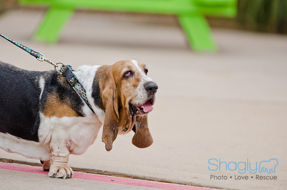 Wags and Waves 2011-15