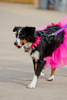 Wags and Waves 2011-12