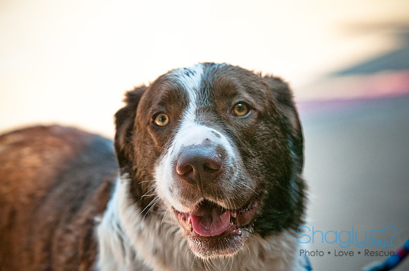 Wags and Waves-221