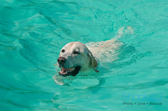 Wags and Waves-131
