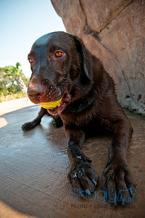 Wags and Waves-269