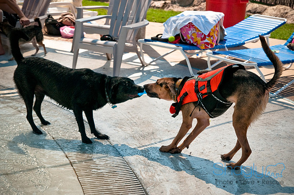 Wags and Waves-482