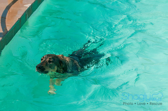 Wags and Waves-129