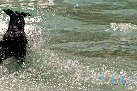 Wags and Waves-167