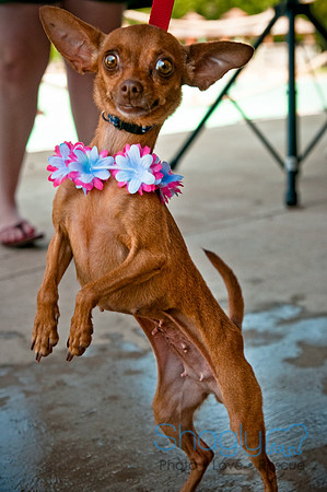 Wags and Waves-329