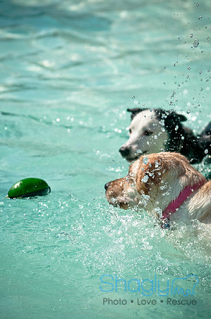 Wags and Waves-109