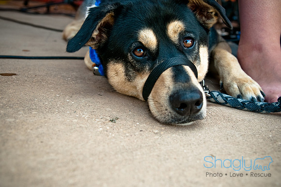 Wags and Waves-531