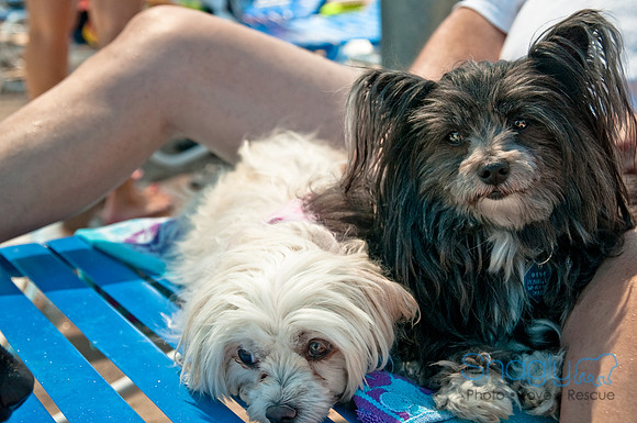 Wags and Waves-495