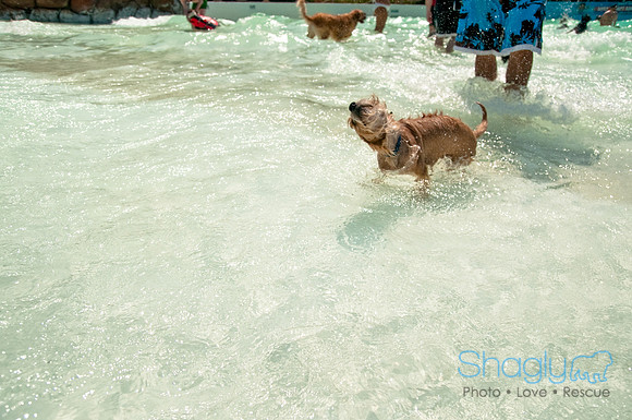 Wags and Waves-294
