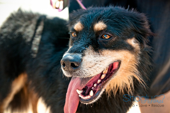 Wags and Waves-311