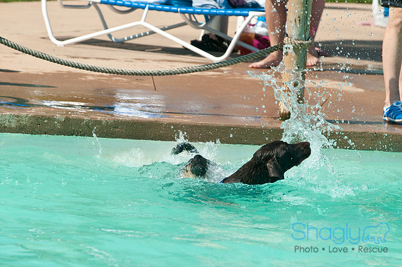 Wags and Waves-125
