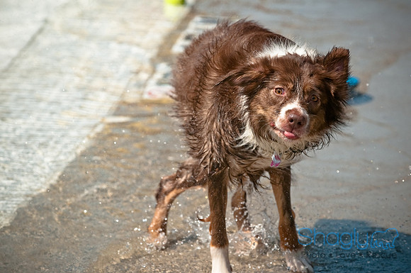 Wags and Waves-201