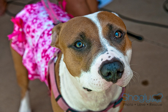 Wags and Waves-527