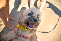 Wags and Waves-9
