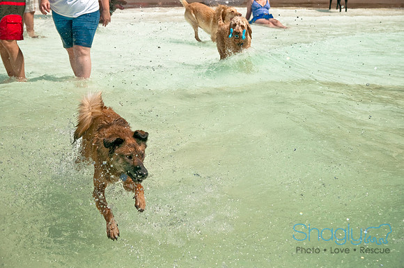 Wags and Waves-366