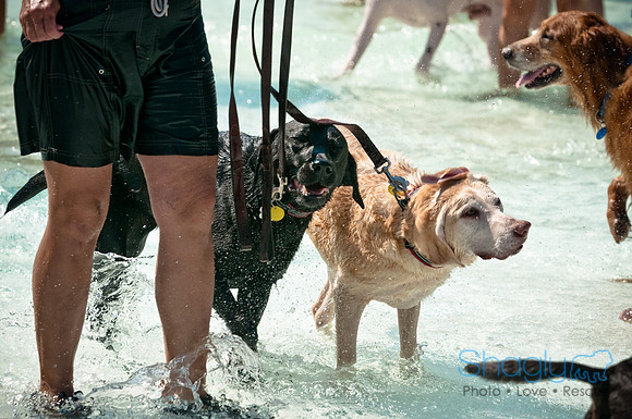 Wags and Waves-202
