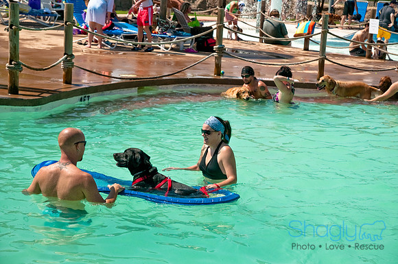 Wags and Waves-270
