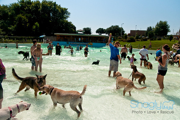 Wags and Waves-290