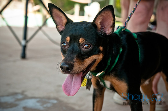 Wags and Waves-331