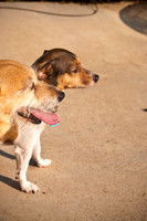 Wags and Waves-3