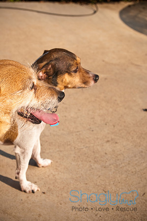 Wags and Waves-3