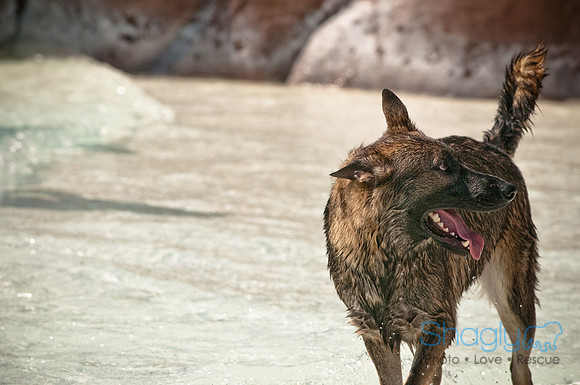 Wags and Waves-156