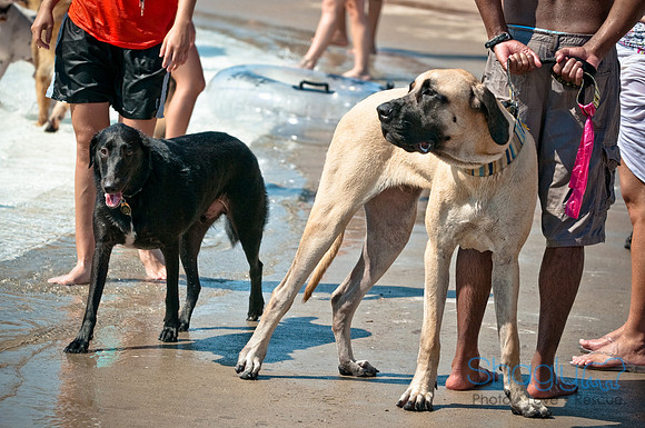 Wags and Waves-195