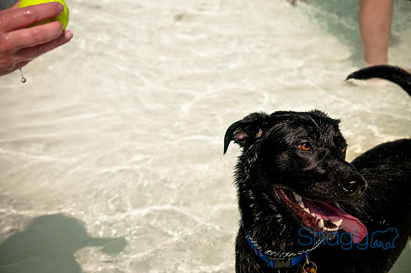 Wags and Waves-493