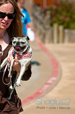 Wags and Waves-214