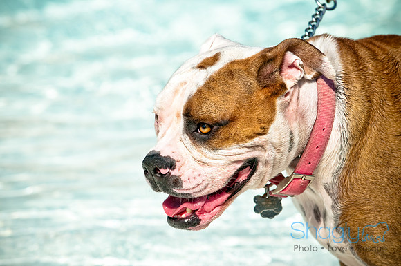 Wags and Waves-44