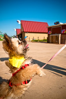Wags and Waves-16