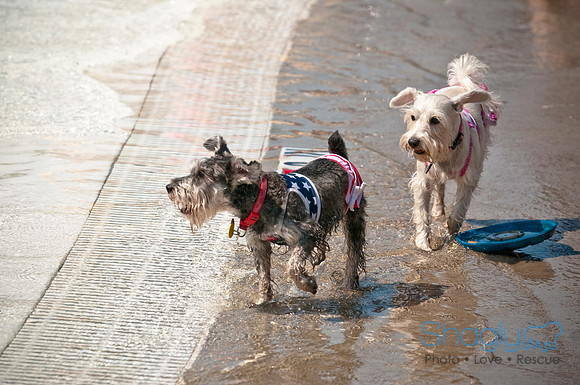 Wags and Waves-199