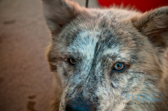 Wags and Waves-36