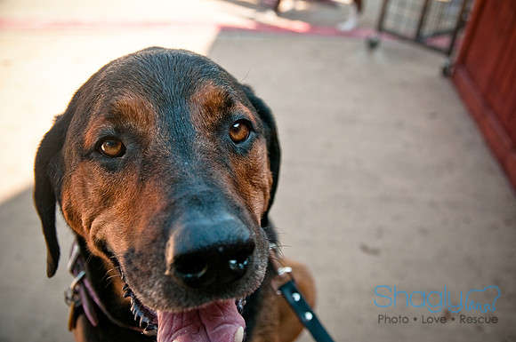 Wags and Waves-218