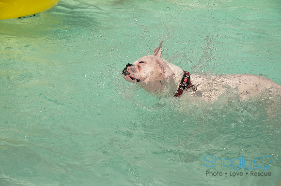 Wags and Waves-261