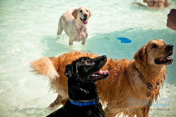 Wags and Waves-489