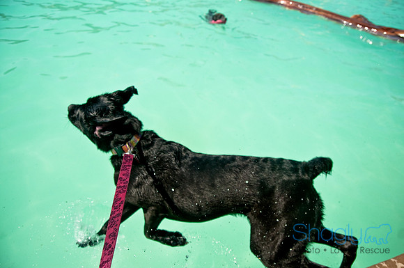 Wags and Waves-276